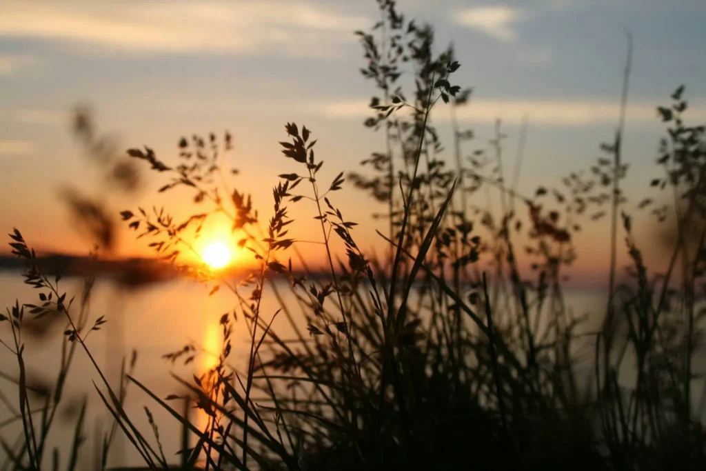 Coucher de soleil à travers des herbes hautes, symbolisant la tranquillité et la clarté mentale obtenues par l’hypnothérapie.